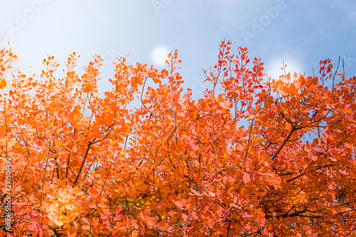 Autumn trees. Colored autumn leaves in the park
