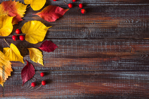 Autumn colored leaves top view copy space