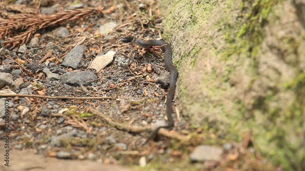 ヘビの赤ちゃん ヒバカリ 幼蛇 ヘビの赤ちゃん ヒバカリ 幼蛇