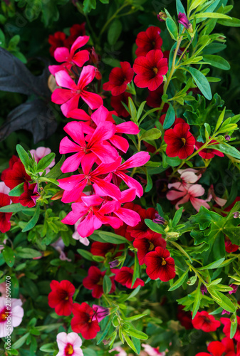 Fototapeta Naklejka Na Ścianę i Meble -  A beautiful multi-colored pelargonium on a flower bed