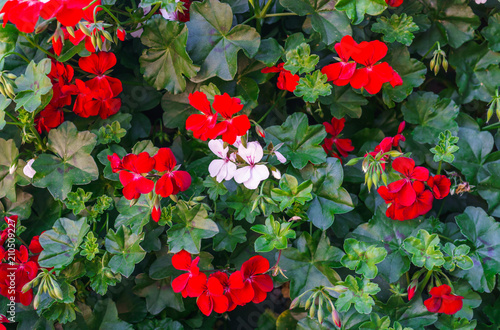 Fototapeta Naklejka Na Ścianę i Meble -  A beautiful multi-colored pelargonium on a flower bed