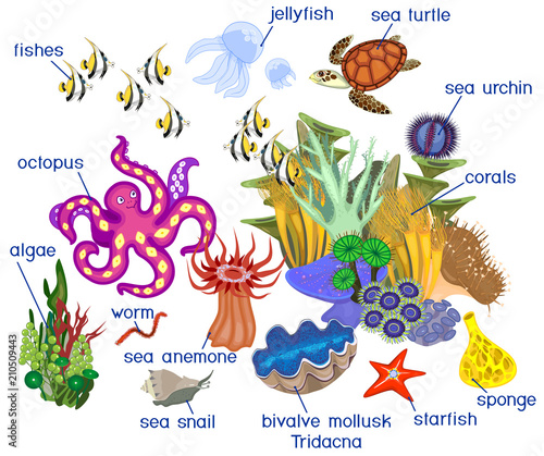 Ecosystem of coral reef with different marine inhabitants isolated on white background with titles