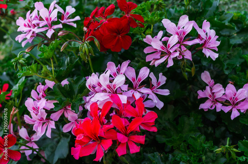A beautiful multi-colored pelargonium on a flower bed