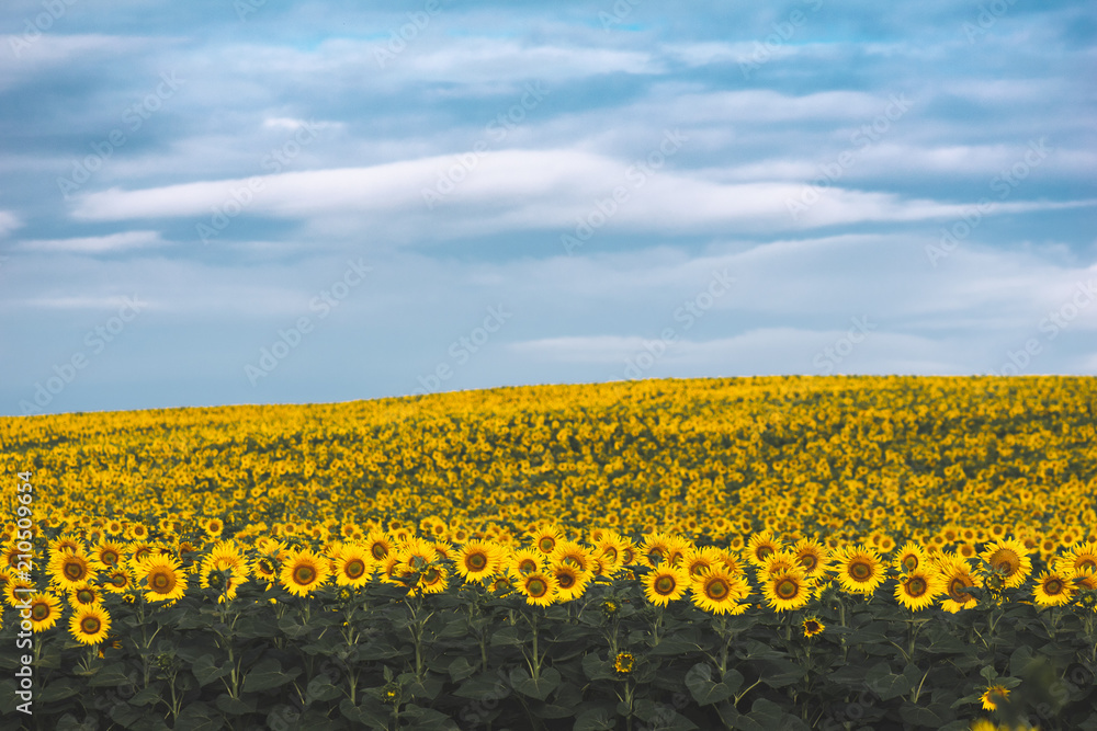 Obraz premium Sunflower field