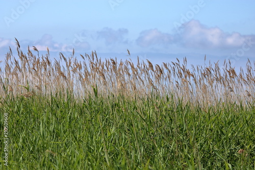 Szuwary, na dole zielone trawy, u góry suche rośliny, ponad nimi błękitne niebo z niewielkimi chmurkami