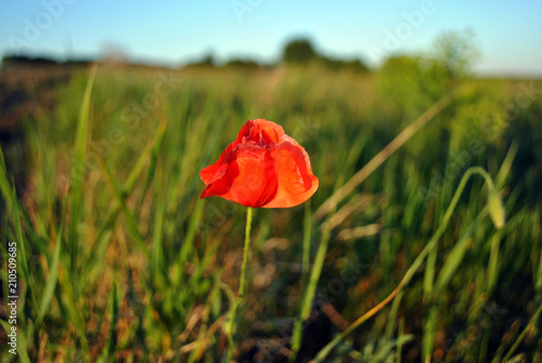 Red wild poppy flower blooming in grass meadow background, line of horizon and bright blue sky, close up detail