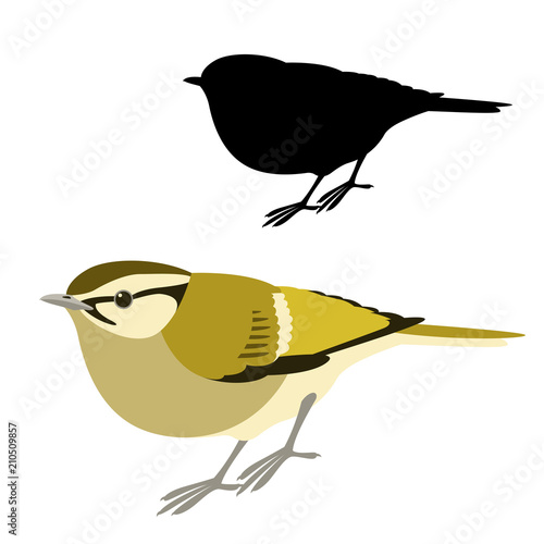 Fotografie, Obraz lemon - rumped warbler  bird vector illustration flat style  silhouette