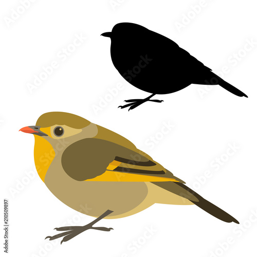 red billed leiothrix bird vector illustration flat style black silhouette set photo