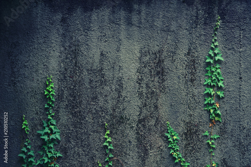 Green climbing plants on a concrete wall