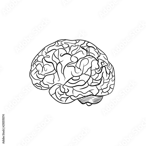 Vector Outline Brain, Line Graphic Art, Black Contour Lines.