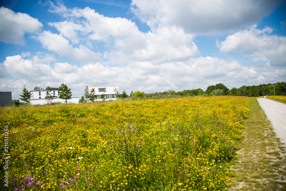 Compensation area in the new development area, wildflower meadow