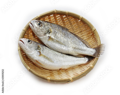 シログチ（イシモチ）