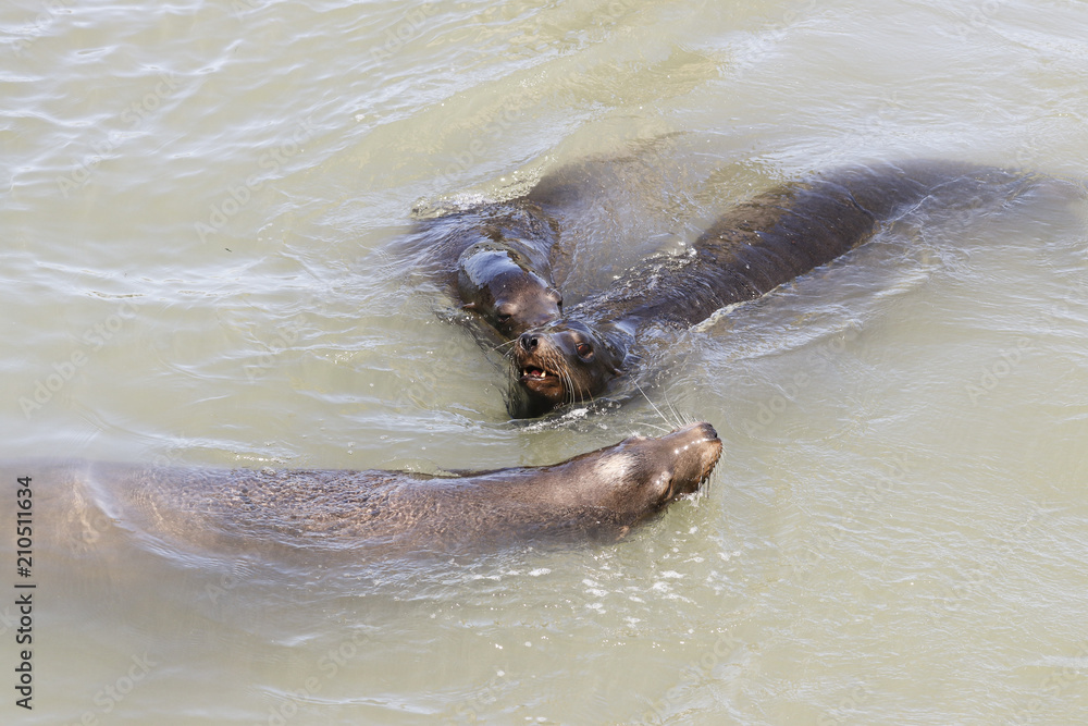 Fototapeta premium Three sea lion swimming around in the sea. Sea Lions at San Francisco Pier 39 Fisherman's Wharf has become a major tourist attraction.