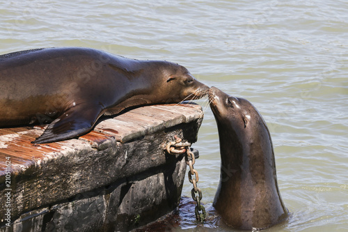 Photography Two sea lion sniff each other