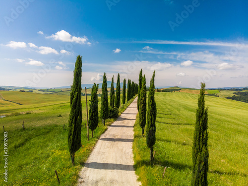 Beautiful landscape scenery of Tuscany in Italy - cypress trees along white road - aerial view -  close to Asciano  Tuscany  Italy