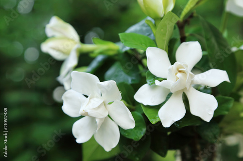 Obraz na płótnie Bunch of white Gardenia jasminoides flowers (Cape jasmine) in garden with freshness water drop on petal
