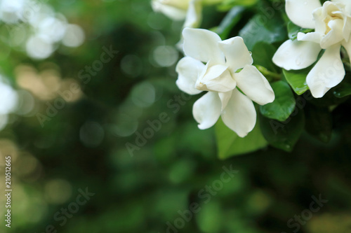 White Gardenia jasminoides flowers (Cape jasmine) with freshness water drop on petal with blurred green garden background.