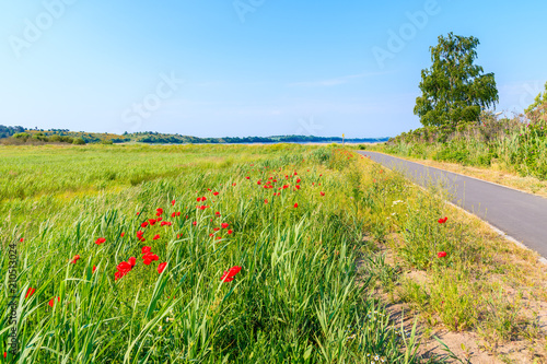 Cycling path from Baabe to Moritzdorf village in countryside spring landscape with poppy flowers blooming on meadow, Ruegen island, Baltic Sea, Germany