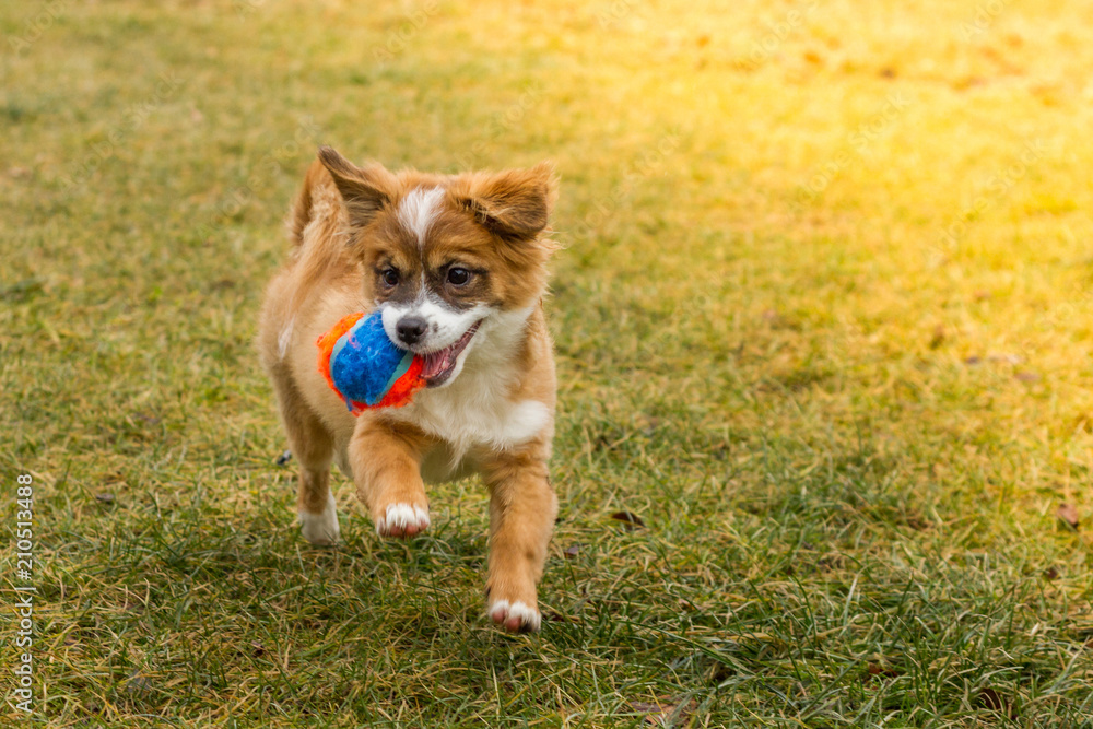 Welpe beim Ballspielen Welpe beim Ballspielen