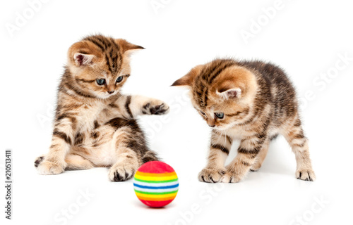 British short hair kittens.