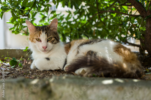 A street cat in Istanbul