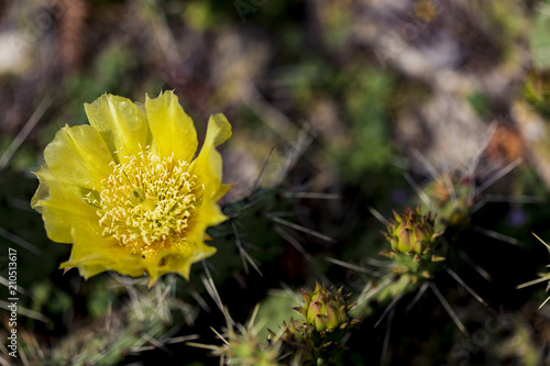 Detail of prickly pear cactus blooming photo