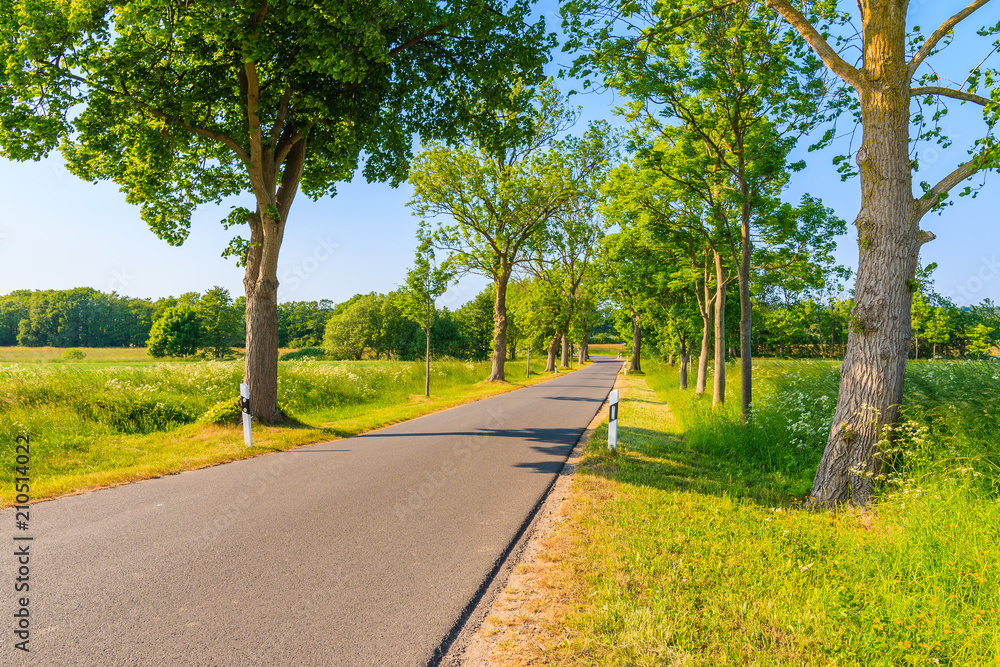 Cycling road to Seedorf village in countryside spring landscape with trees on roadside, Ruegen island, Baltic Sea, Germany