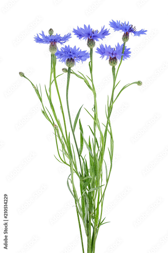 Fototapeta premium Bouquet of blue cornflowers over white background