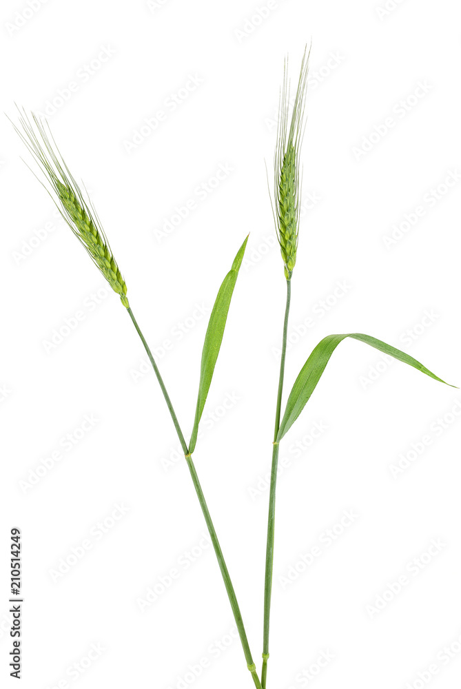 Two green spikelets of barley on white background Two green spikelets of barley on white background