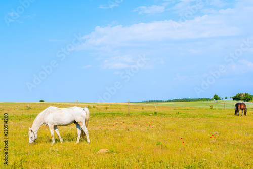 Fototapeta Naklejka Na Ścianę i Meble -  White horse grazing on meadow in countryside spring landscape, Ruegen island, Baltic Sea, Germany