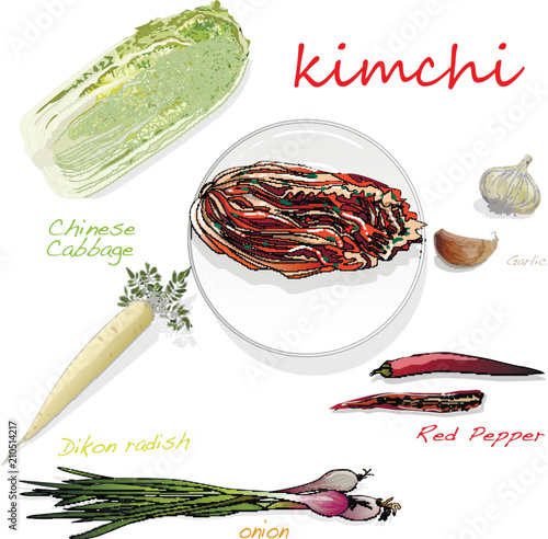 Kimchi, traditional korean food. Illustration on white. Ingredients for kimchi.
