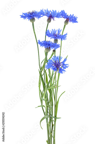 Blue cornflowers isolated on a white background