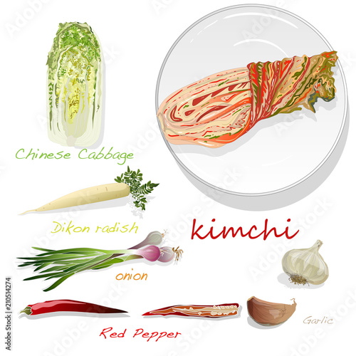 Kimchi, traditional korean food. Illustration on white. Ingredients for kimchi.