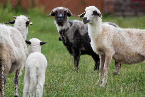 Fototapeta Naklejka Na Ścianę i Meble -  sheep and lambs in the grass