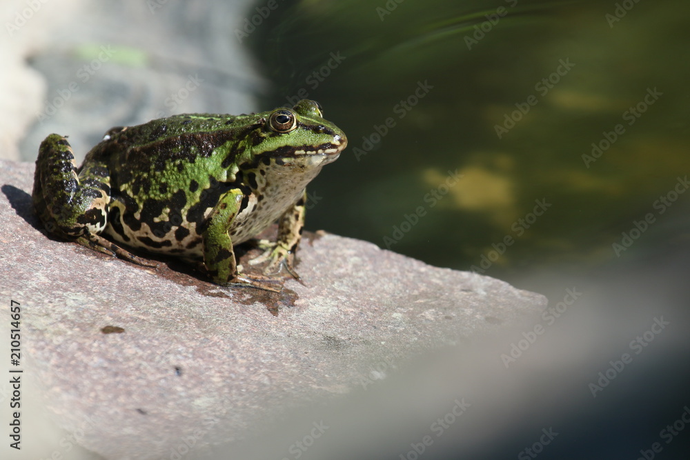 Obraz premium Teichfrosch