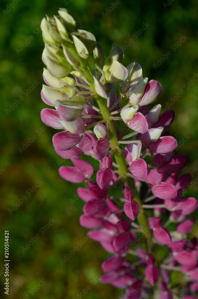 lupinus flower summer time lupinus flower summer time