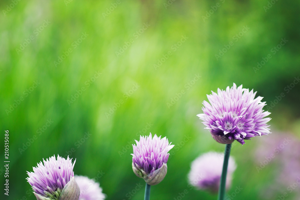 Chives flowers in spring Chives flowers in spring