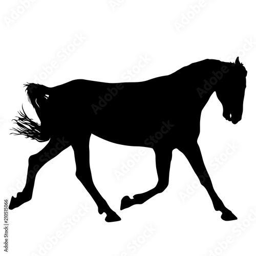 Animal silhouette of black mustang horse illustration