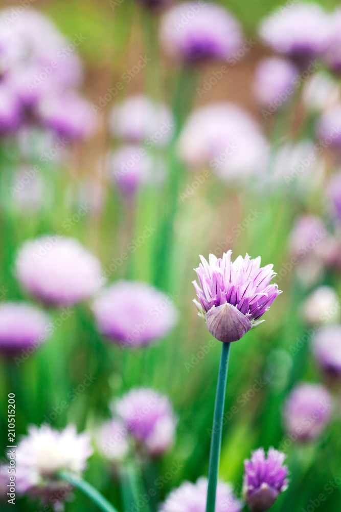 Obraz premium Chives flowers in spring