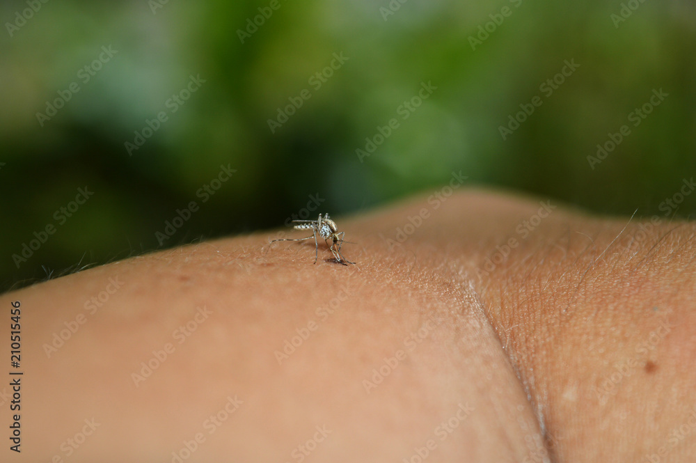 Obraz premium Mosquito sitting on the hand of man.