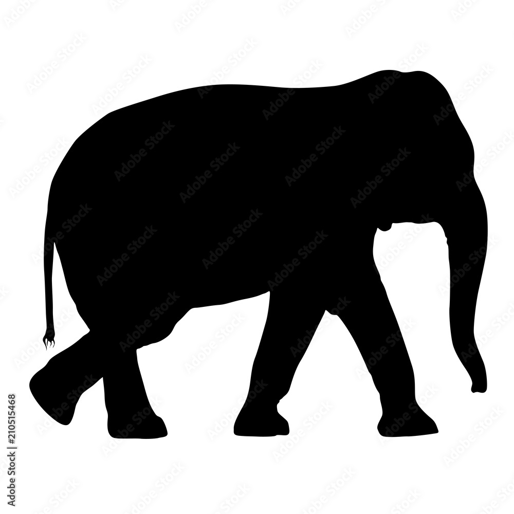 Fototapeta premium Silhouette large African elephant on a white background