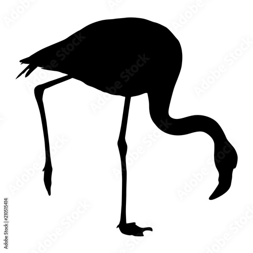 Silhouette bird flamingo on a white background