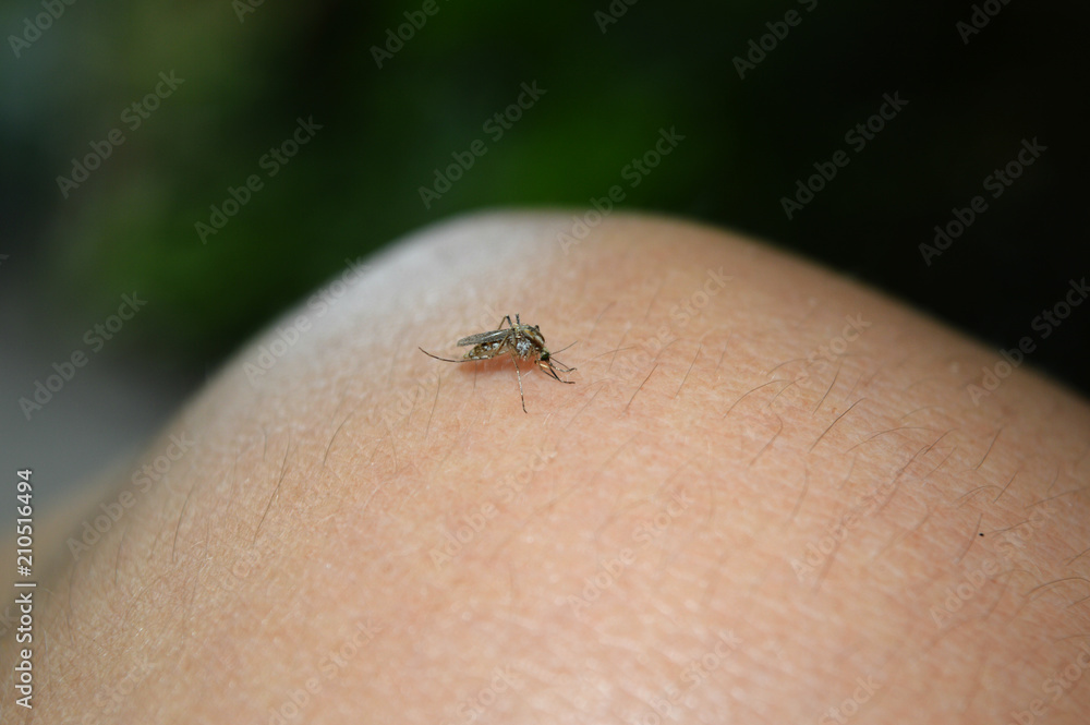 Obraz premium A mosquito sits and drinks the blood of a human foot.
