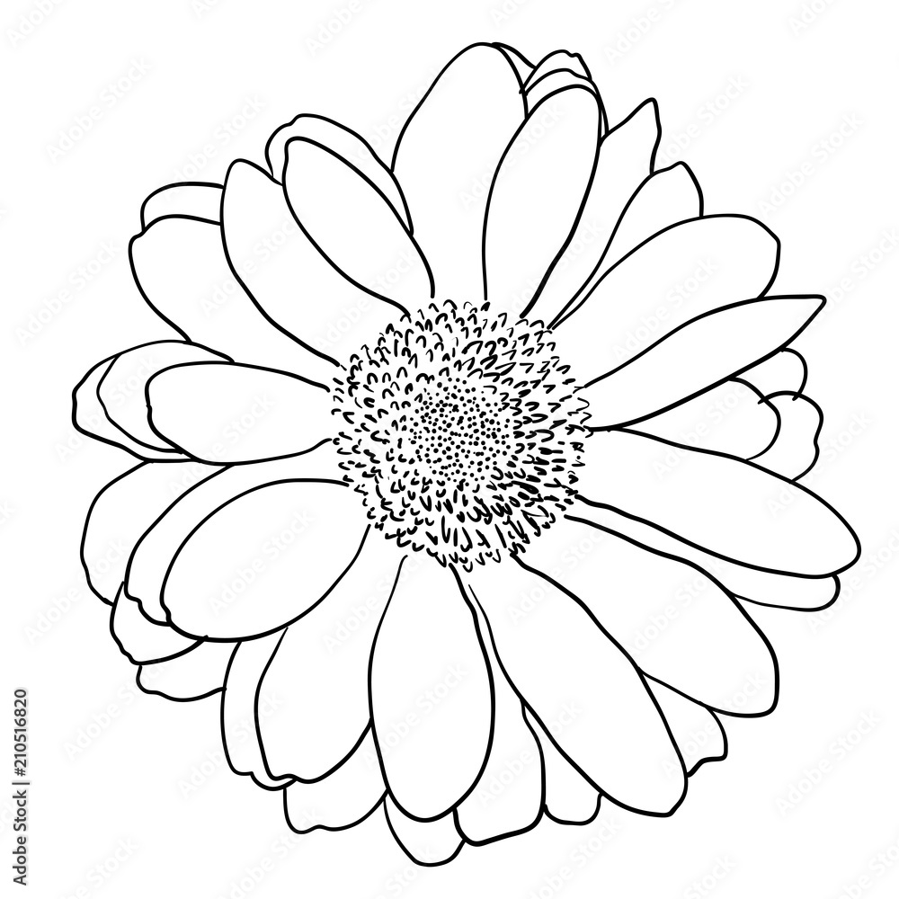 Beautiful monochrome sketch, black and white dahlia flower isolated