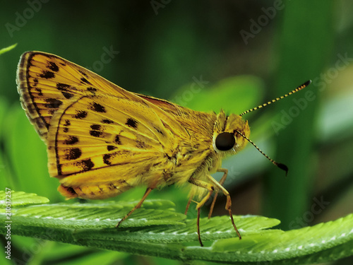 butterfly in jungle. © manoch