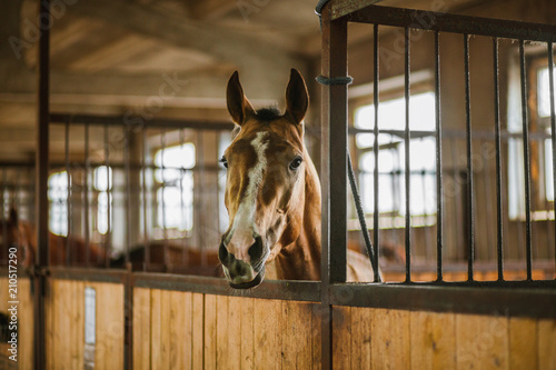 Beautiful horses, animals, pasture, stables, horseback riding
