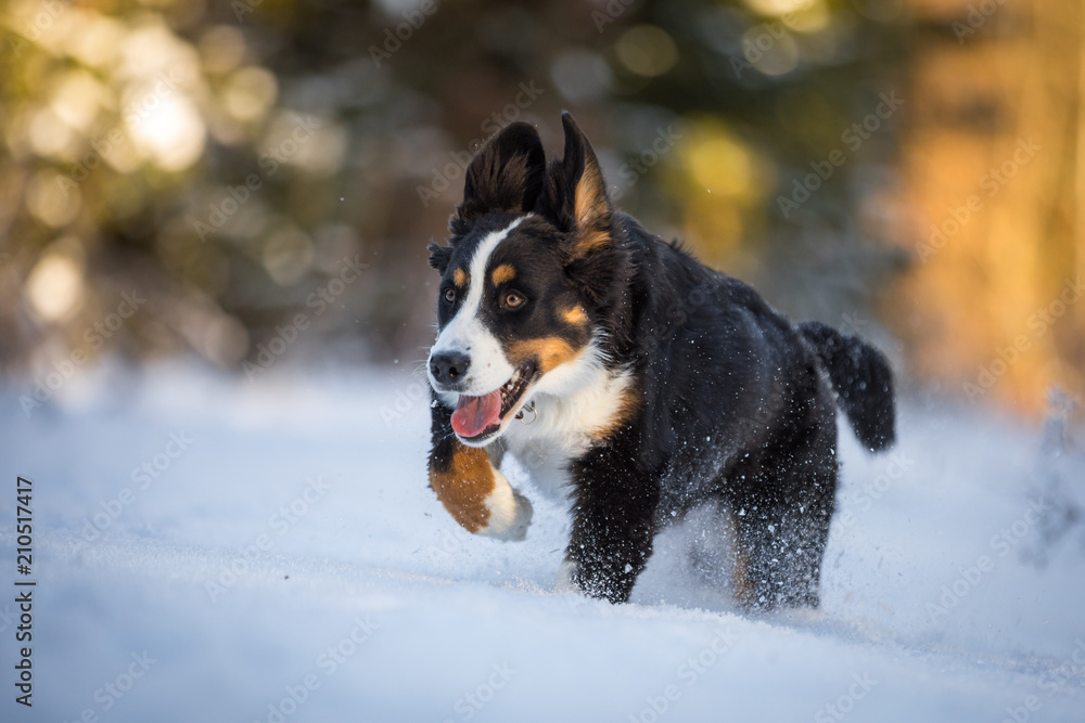 Junger Berner Sennenhund Junger Berner Sennenhund