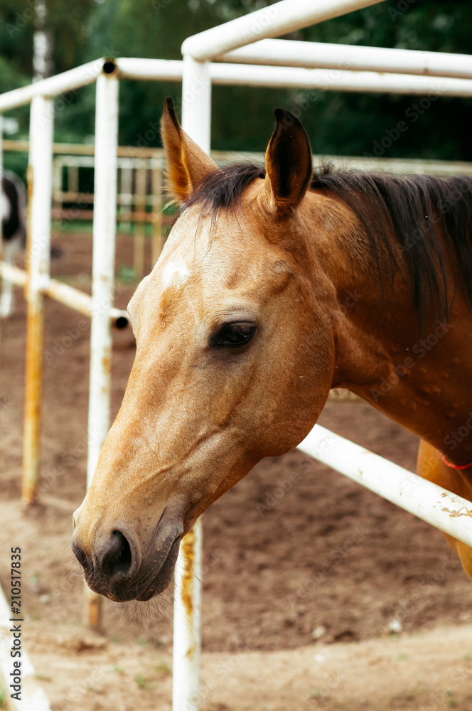 Fototapeta premium Beautiful horses, animals, pasture, stables, horseback riding