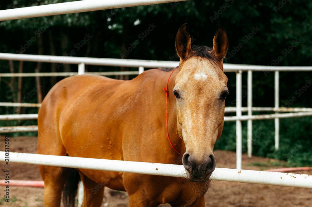 Fototapeta premium Beautiful horses, animals, pasture, stables, horseback riding
