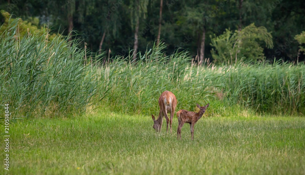 Red Deer forest Netherlands Red Deer forest Netherlands